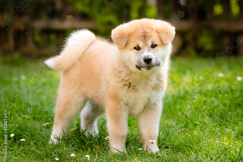 Red and white Akita puppy standing on the green grass.