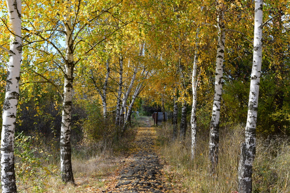 Obraz premium Collection of Beautiful Colorful Autumn Leaves