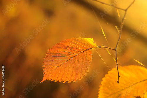 one yellow leaf with gossamer in the sunlight. natural autumn background. 