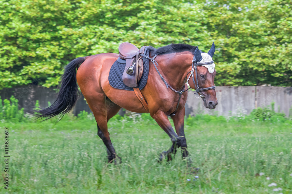 Beautiful horse galloping at the field in summer Beautiful horse galloping at the field in summer