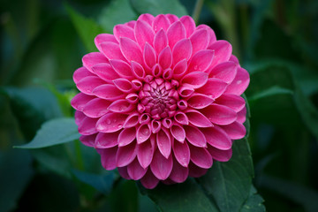 Keuken achterwand Dahlia Roze dahlia in volle bloei  © 200509313