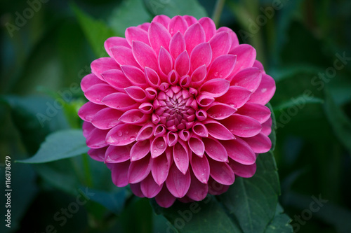 Fototapete Beautiful Pink Dahlia Flower
