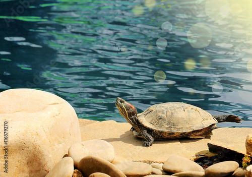 Old turtle basking on the beach on a sunny day