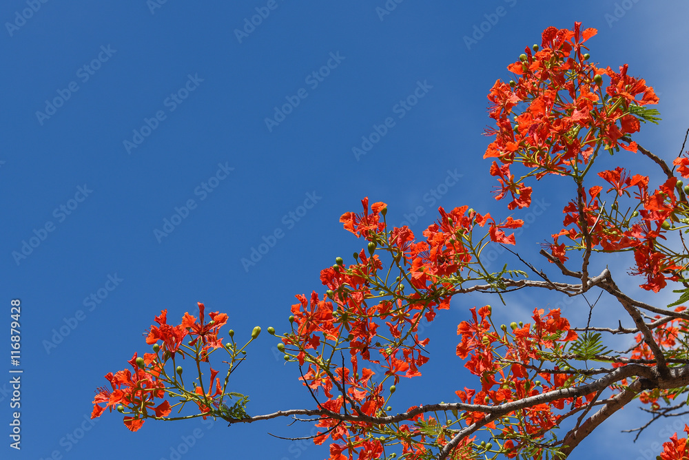 Royal Poinciana tree (peacock flower) and blue sky
