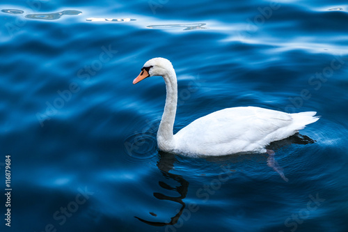 White swan on the blue lake