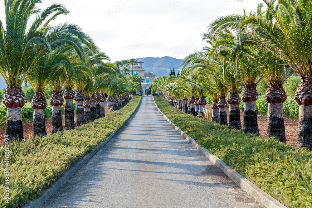 Obraz premium Road with palms