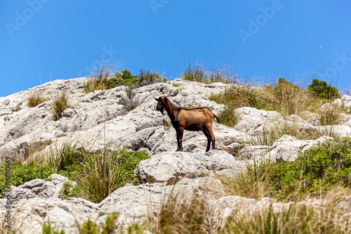 Goat on the rock © Oleg