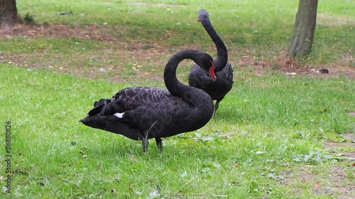 Black Swans photo