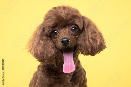poodle portrait in yellow background © Kang Sunghee
