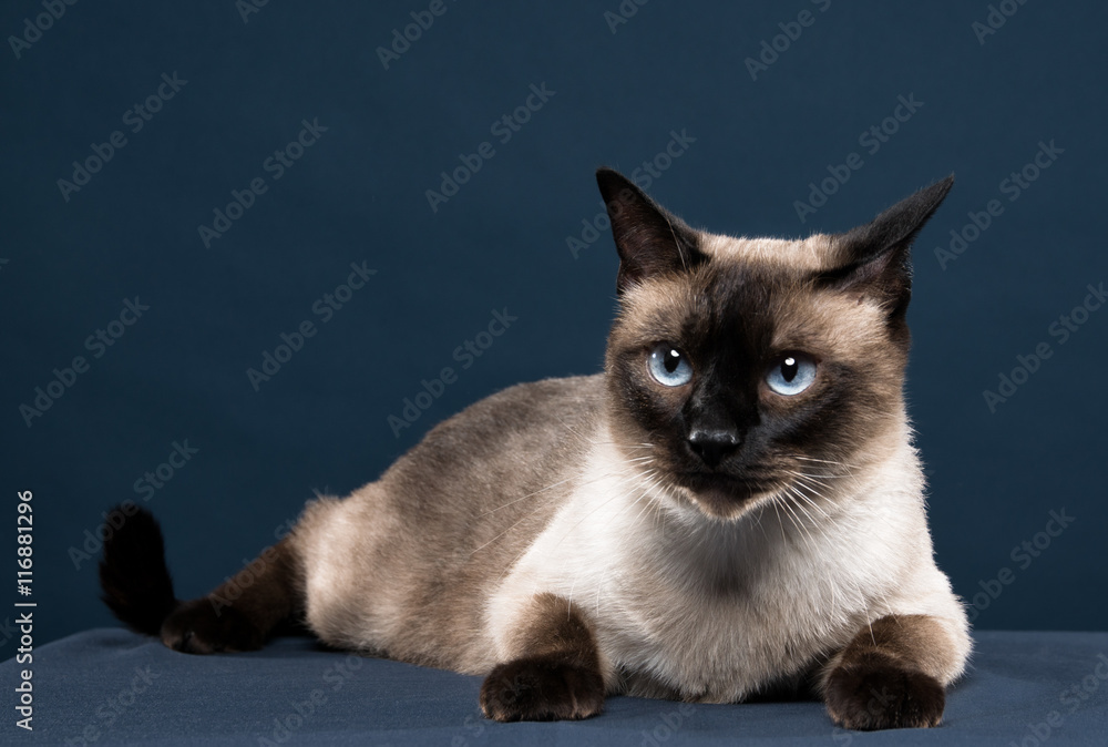 siamese cat portrait in dark blue background