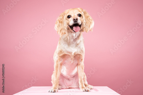 Cocker Spaniel portrait in pink background