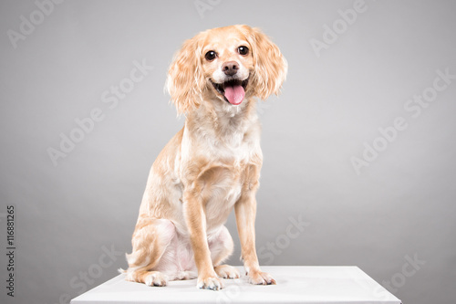 Cocker Spaniel portrait in gray background