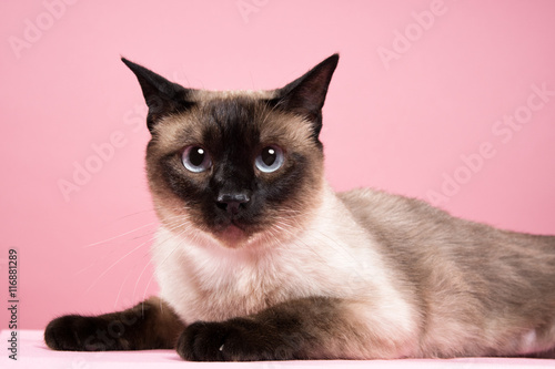 Fototapeta siamese cat portrait in dark pink background