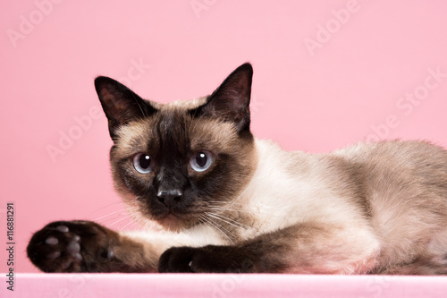 siamese cat portrait in dark pink background