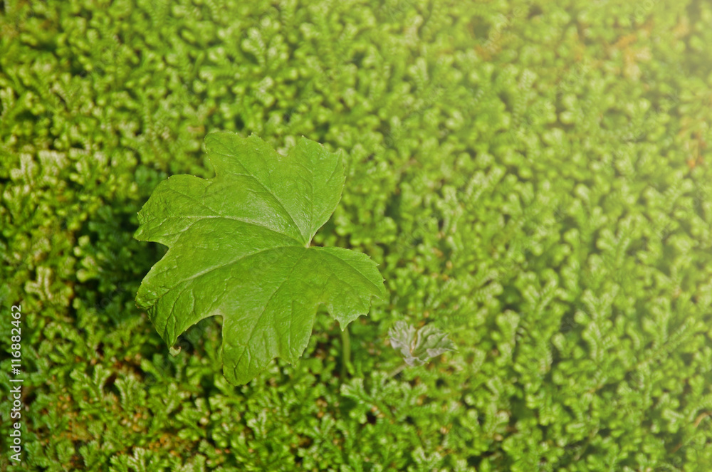 Fototapeta premium Green leaves on fern background