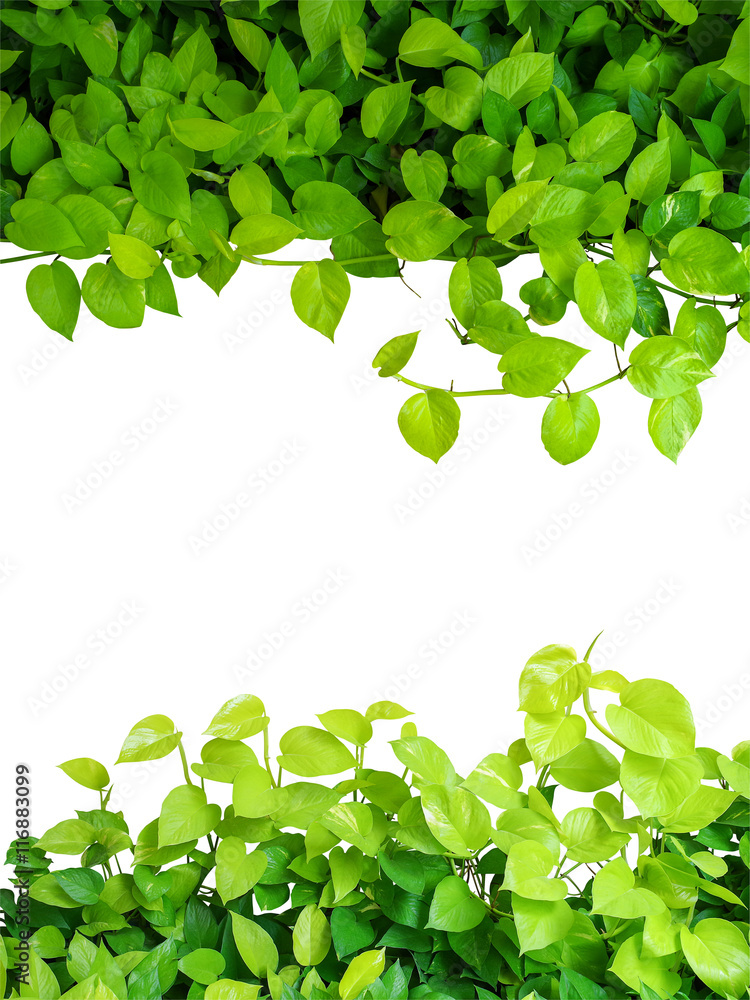 Heart shaped green yellow leaves vine, devil's ivy, golden potho Heart shaped green yellow leaves vine, devil's ivy, golden potho