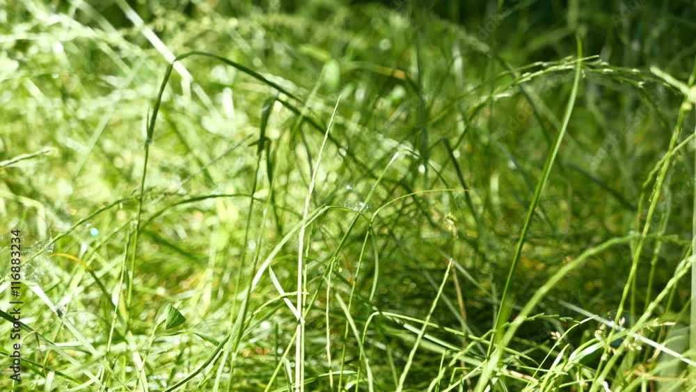 flying soap bubbles on a background of green grass outdoors flying soap bubbles on a background of green grass outdoors
