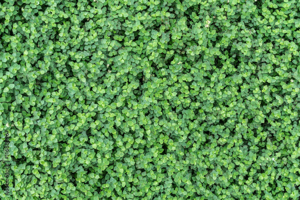 Green leaves wall Green leaves wall