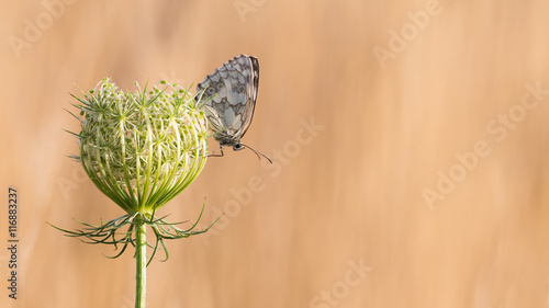 Tableau sur toile Schachbrett (Melanargia galathea) auf  der Blüte einer wilden Möhre
