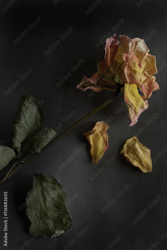 Dried rose against plain background Dried rose against plain background