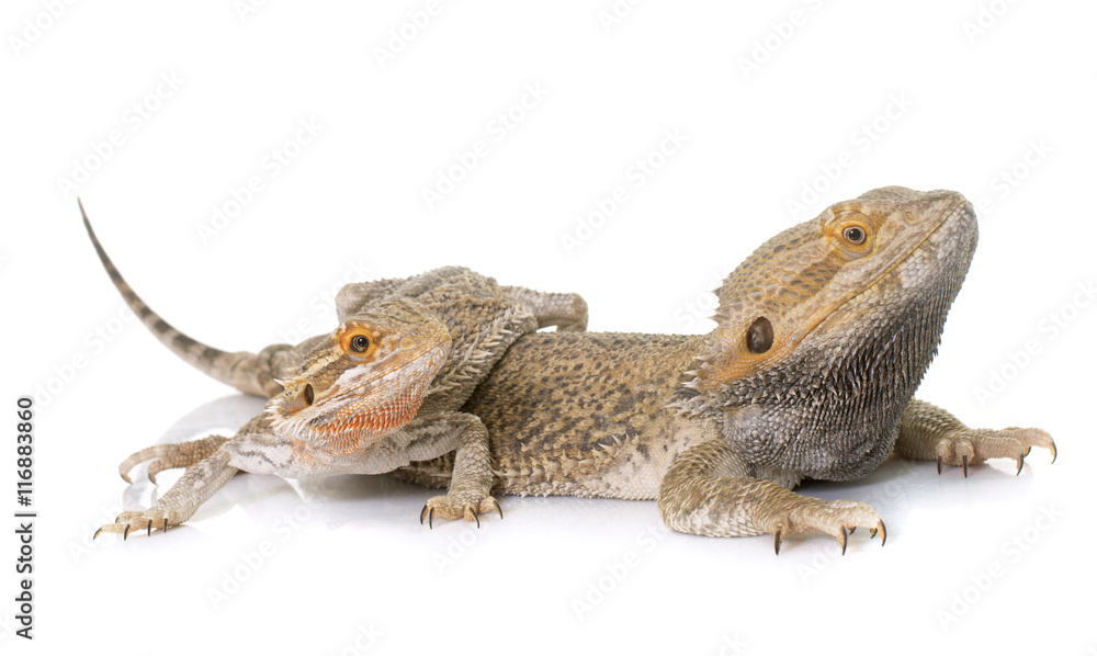 Naklejka premium Pogona vitticeps in studio