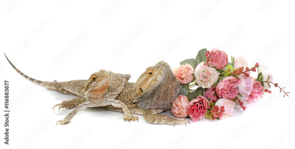 Obraz premium Pogona vitticeps in studio