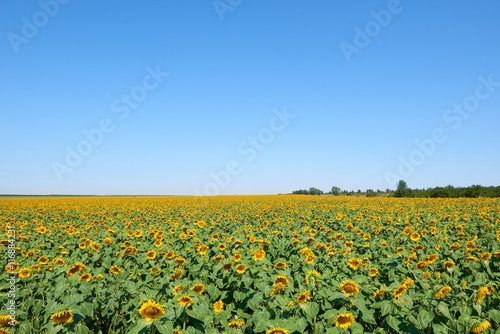 sunflower field and clear sky  beautiful summer landscape