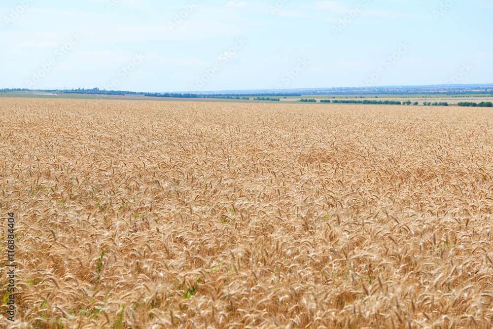 wheat field and clear sky, beautiful summer landscape