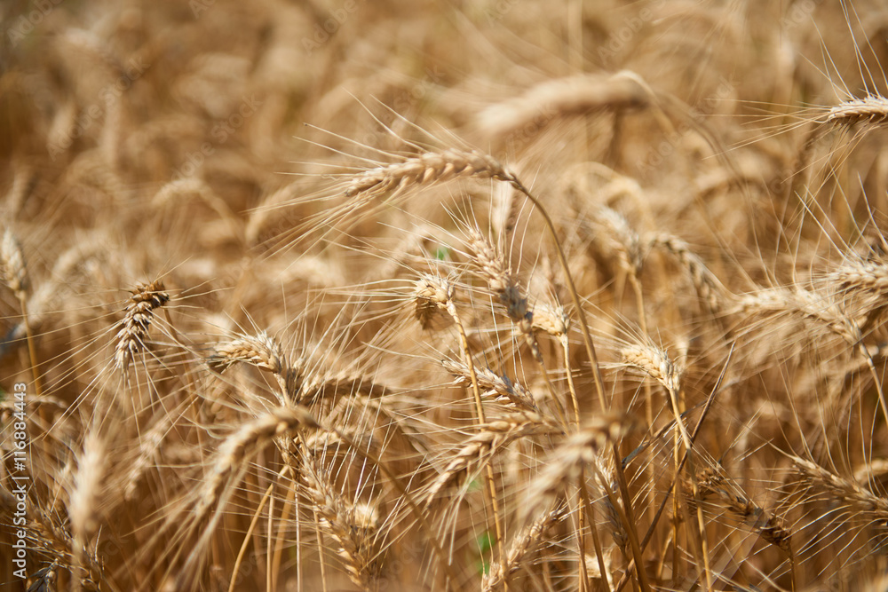 wheat field closeup, beautiful summer landscape wheat field closeup, beautiful summer landscape