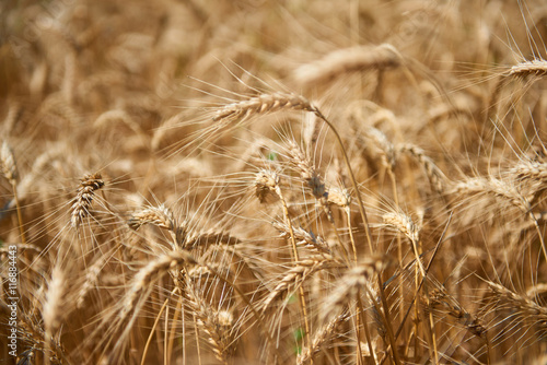 wheat field closeup  beautiful summer landscape