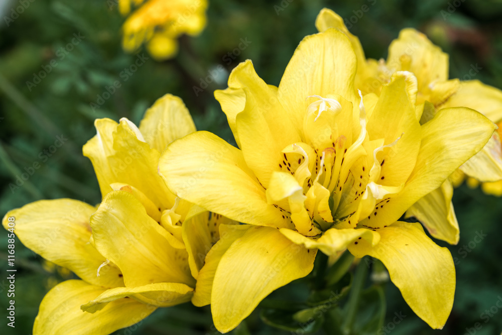 Obraz premium flowers lily
