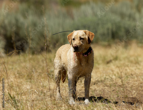 Yellow Labrador Retriever hunting dog standing in a field of dried grass and sagebrush