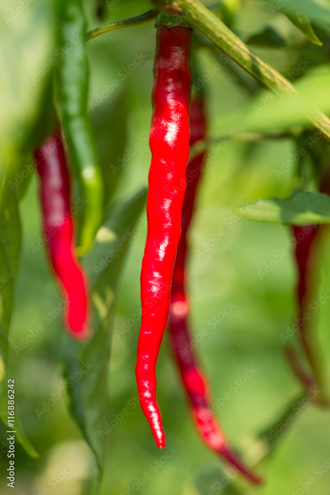 Fresh red chillies growing in the vegetable garden Fresh red chillies growing in the vegetable garden