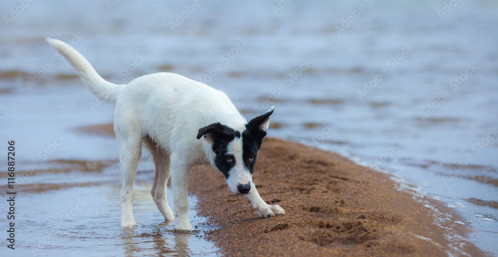 Puppy of mongrel prepares for attack on the seashore.