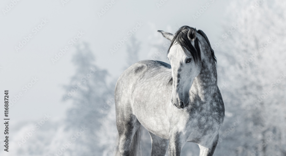 Fototapeta premium Portret Hiszpański thoroughbred szary koń w zima lesie.