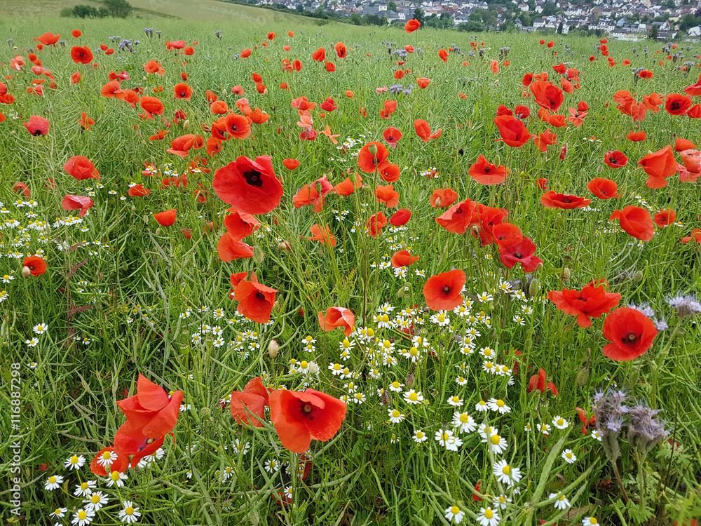 Obraz premium Klatschmohn; Papaver; rhoeas; Heilpflanze; Wildpflanze