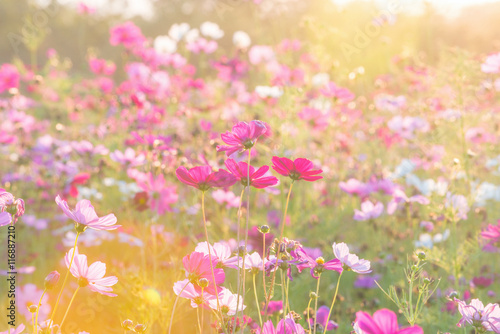 cosmos flower field in the morning at singpark in chiangrai, Tha