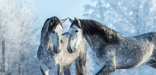 Portrait of two spanish grey stallions in winter forest