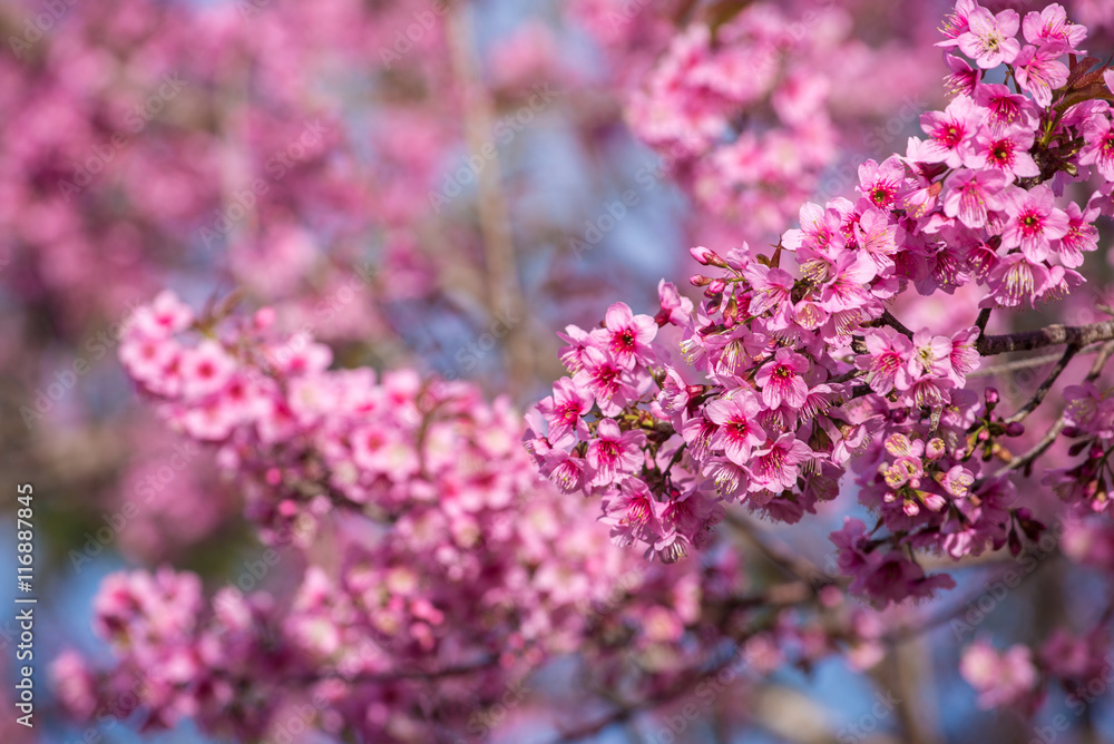 sakura beautiful pink flower select focus and blurry background sakura beautiful pink flower select focus and blurry background