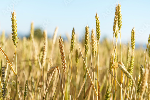 Wallpaper Mural Buğday başakları Torontodigital.ca