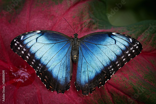 Common Blue Morpho Butterfly - Morpho peleides
