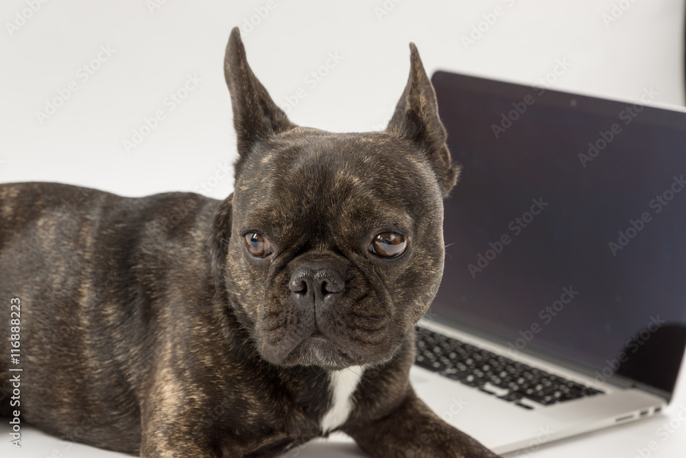 Computer Hund
