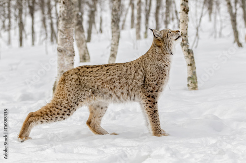 Lince boreal