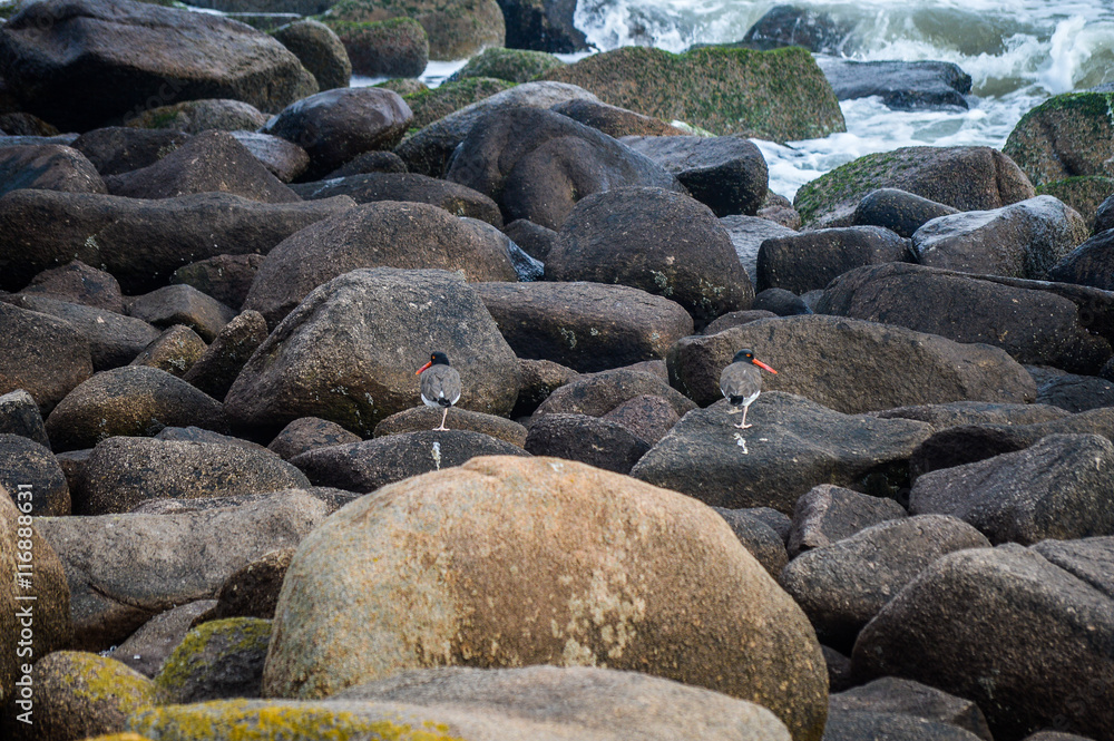 aves marinhas