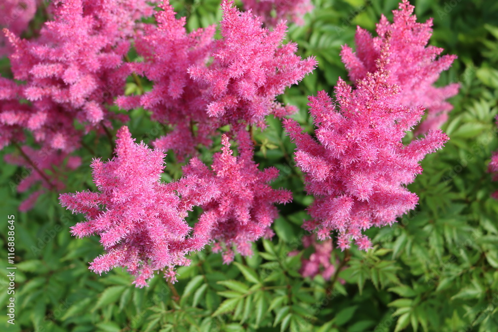 Astilba - perennials Astilba - perennials