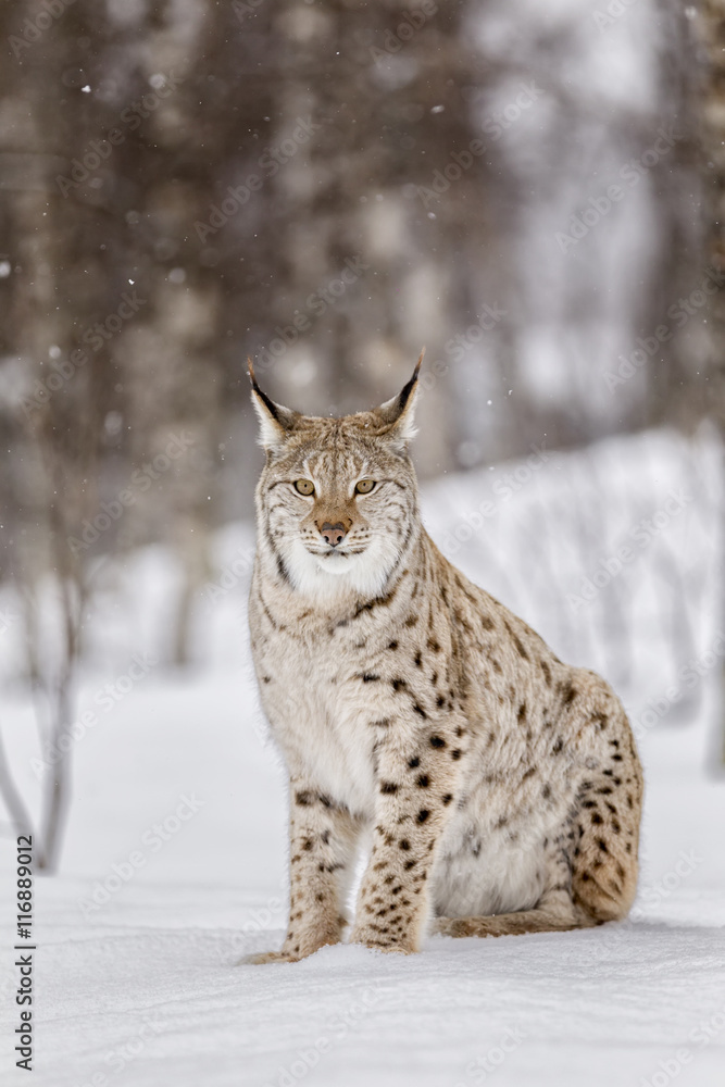 Naklejka premium Lince boreal