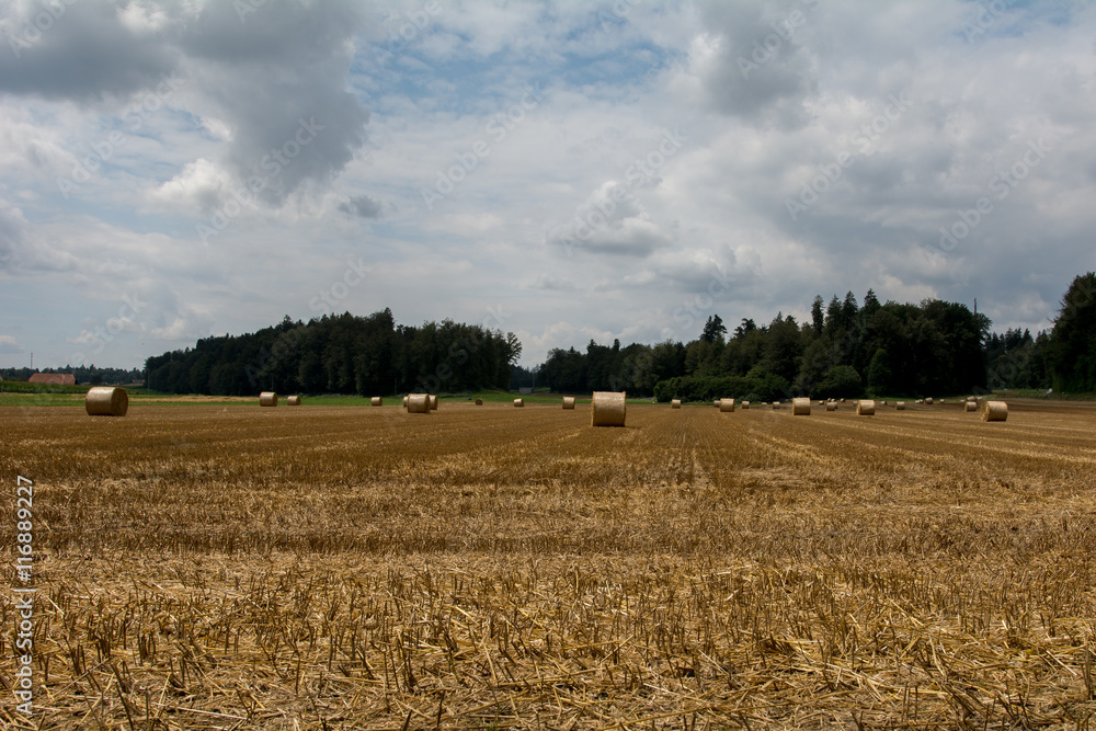 Fototapeta premium Stroh in Strohballen im Sommer