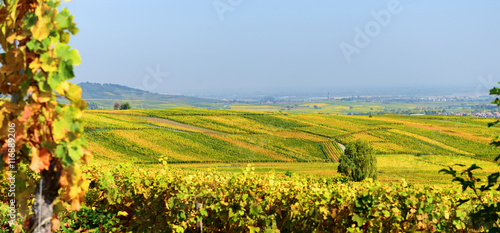 Panorama na słoneczne winnice w Alzacji.
