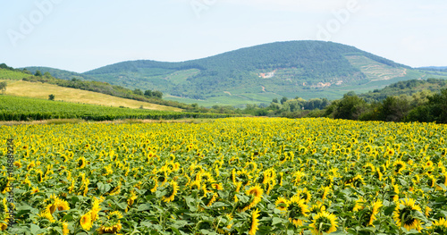 Tableau sur toile Sunflowers landscape and hills in Hungary