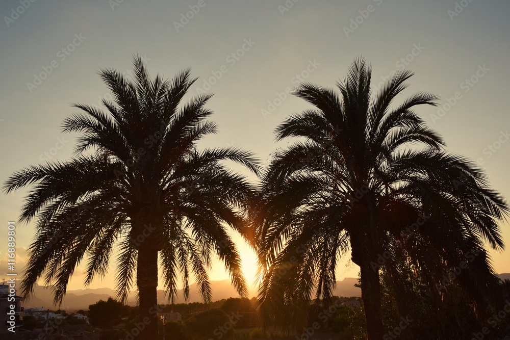 Fototapeta premium palmtrees in the sunset